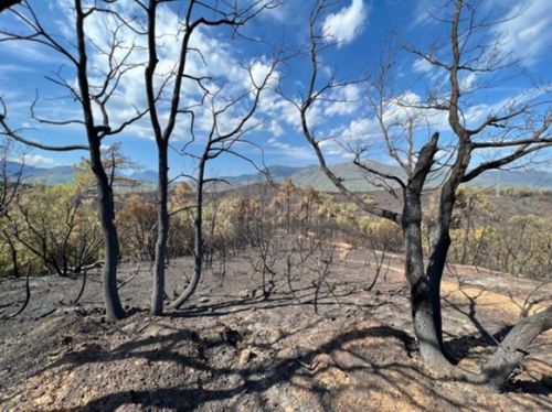 Wildfires: the resilience of ecosystems